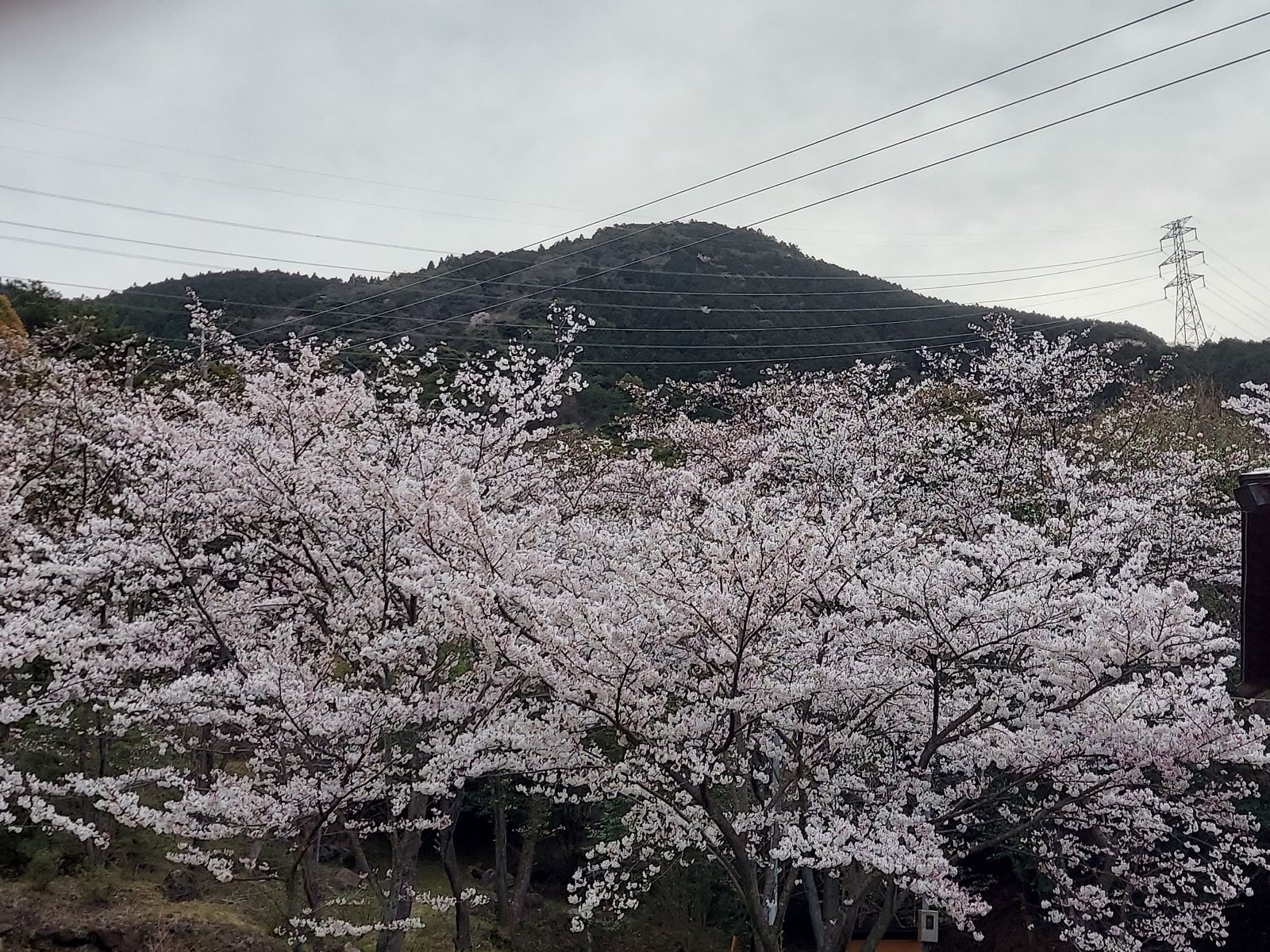 若杉山と桜